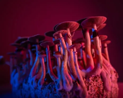 Regarding Substances by Justin Smith-Ruiu: A Reflective Journey into Consciousness Expanders